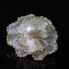 Natural Freshwater Pearl Ring 14K Gold Filled